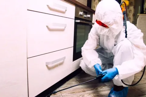 Kiralık evde böcek sorunu için mutfak dolabı altına uygulama yapan uzman